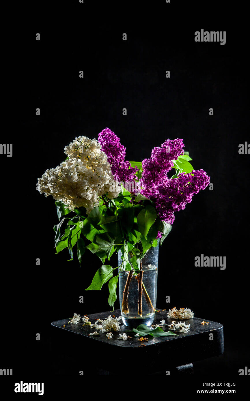 Branches of white and purple  lilac in glass vase on black background. Spring branch of blooming lilac on the table with black background. Fallen lila Stock Photo