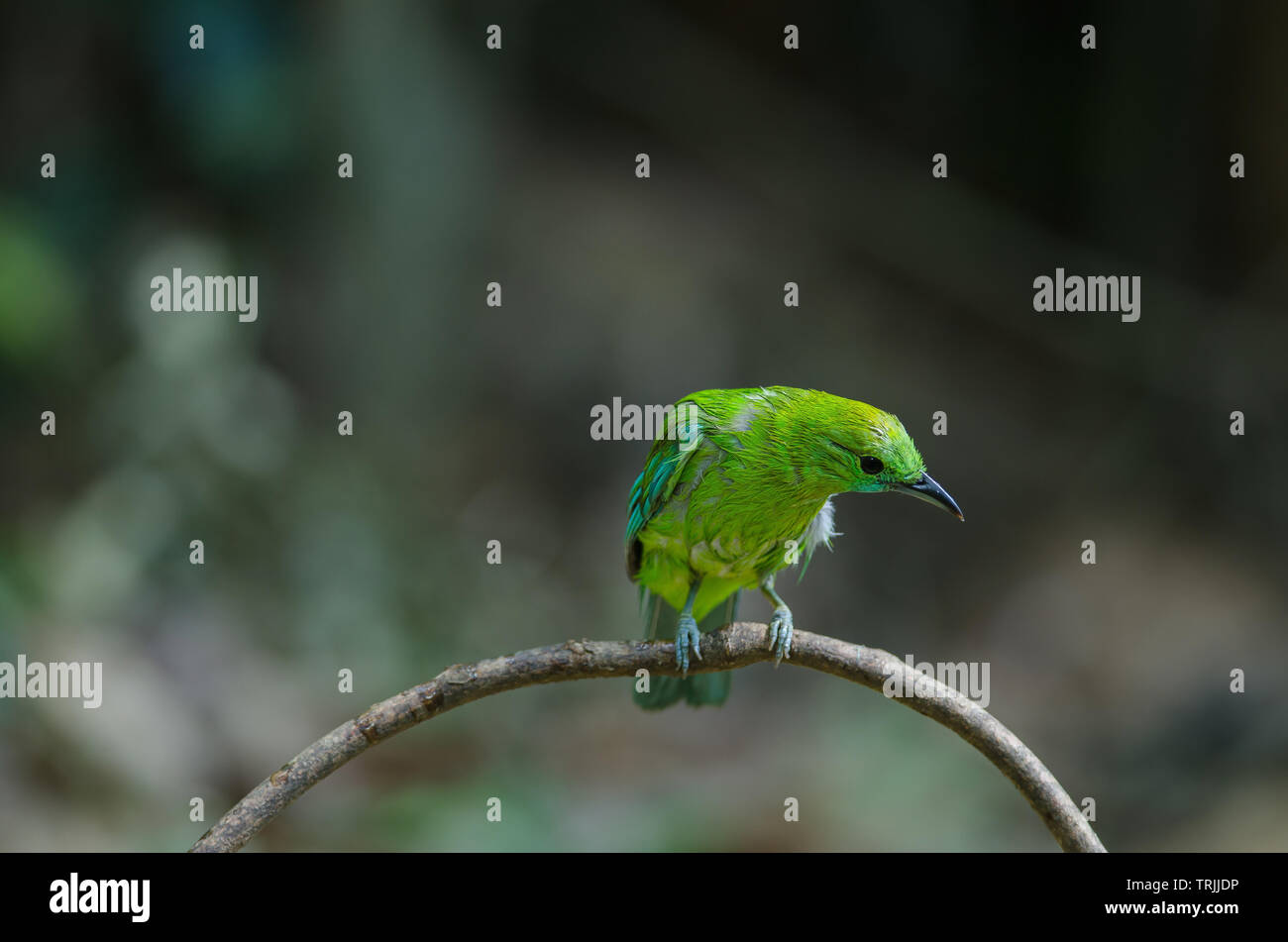 Blue winged leafbird perching on tree in forest (Chloropsis cyanopogon) Stock Photo