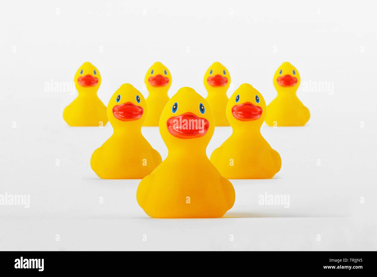 Yellow duck in the head of group of ducks - Concept of leadership and teamwork Stock Photo