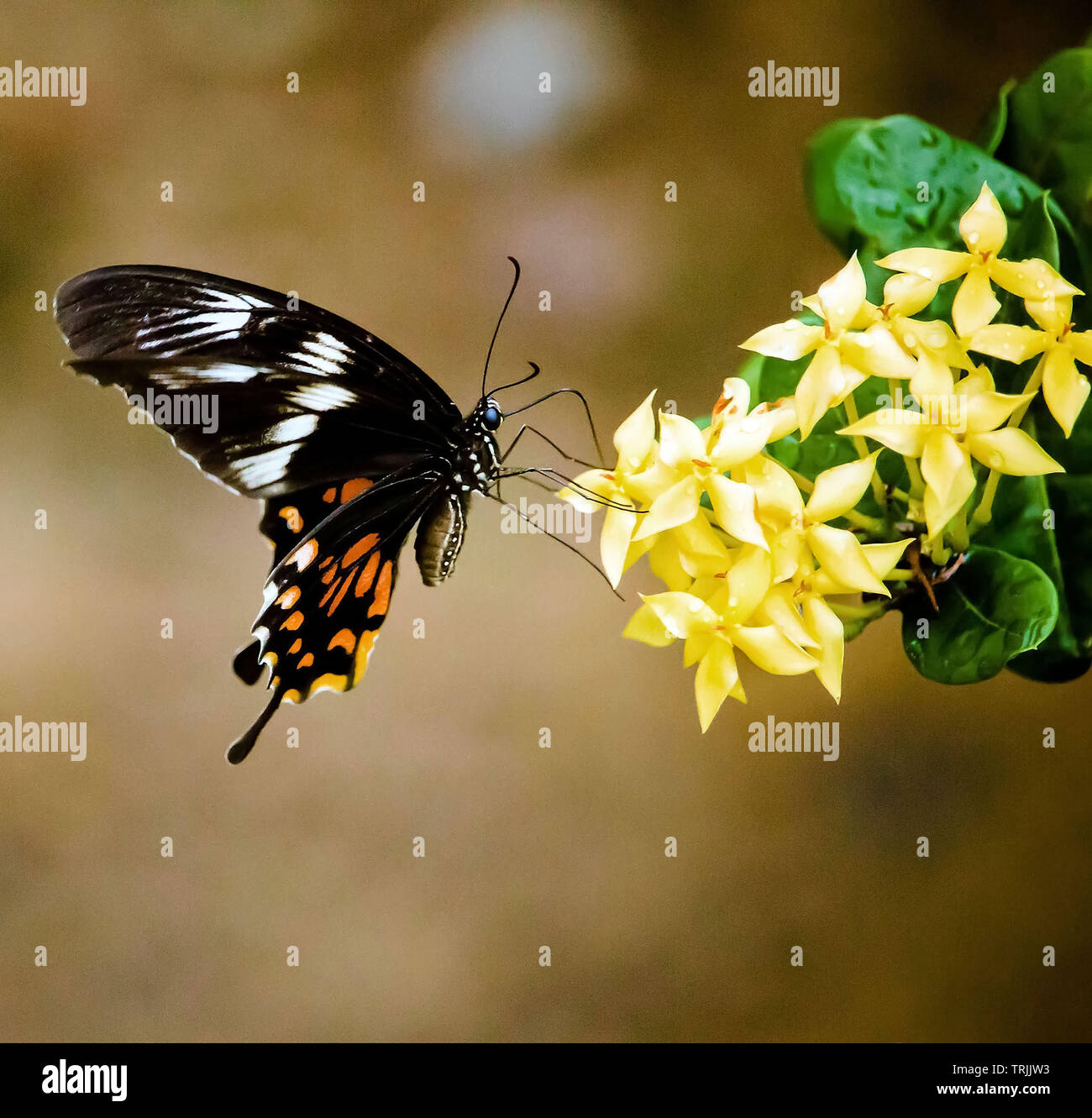 East Kallada, Kollam, Kerala, India August 14, 2017 Butterfly