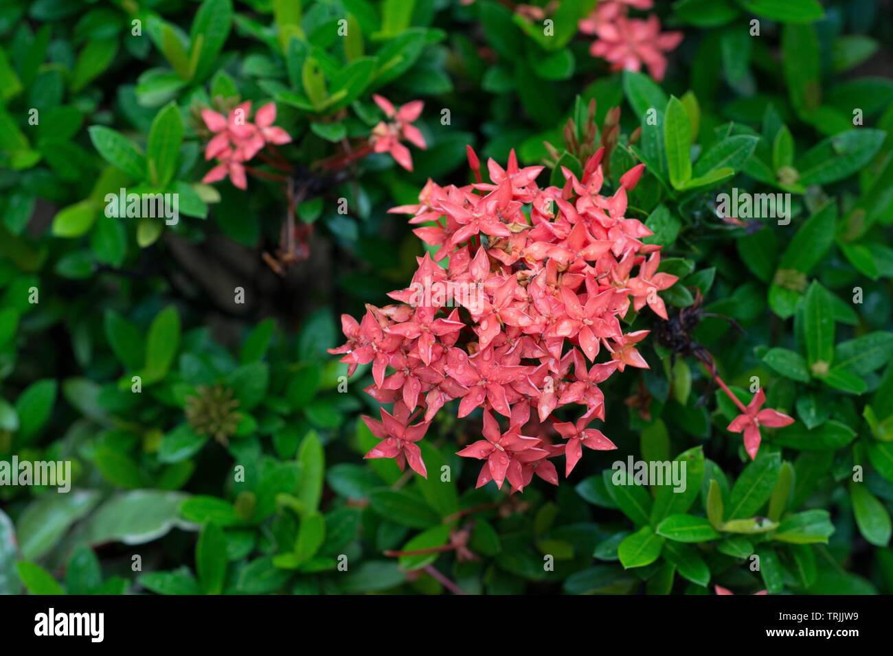 Kerala, India - April 25, 2019: Ixora coccinea is a species of flowering plant in the Rubiaceae family Stock Photo