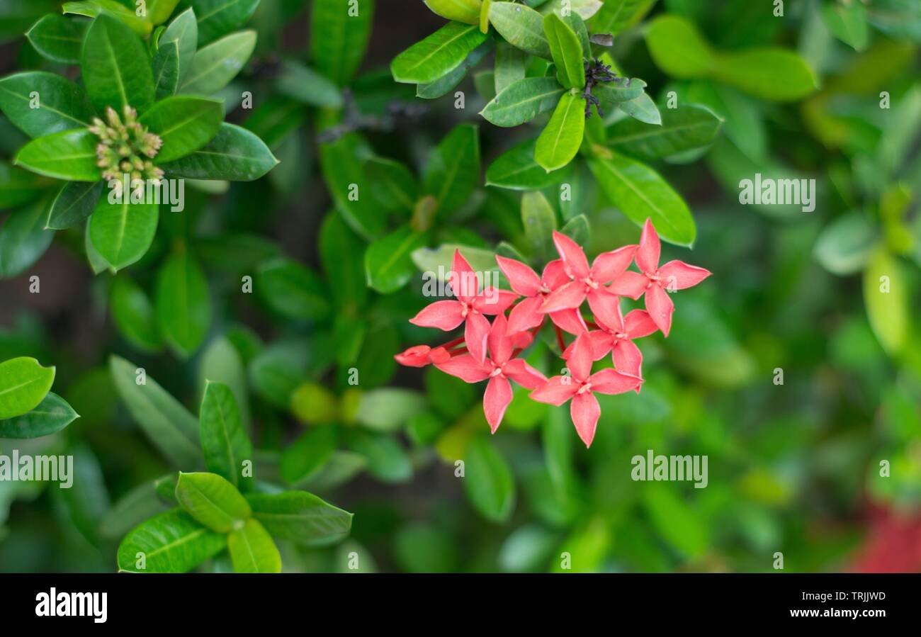 Kerala, India - April 27, 2019: Ixora coccinea is a species of flowering plant in the Rubiaceae family Stock Photo