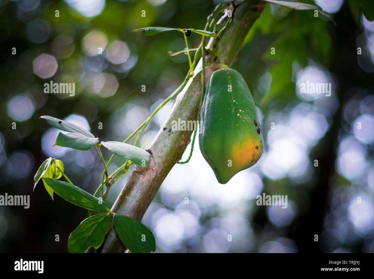 Kerala, India - May 5, 2019: The Papaya is the plant Carica Papaya, one of the 22 accepted species in the genus Carica of the family Caricaceae. Its o Stock Photo