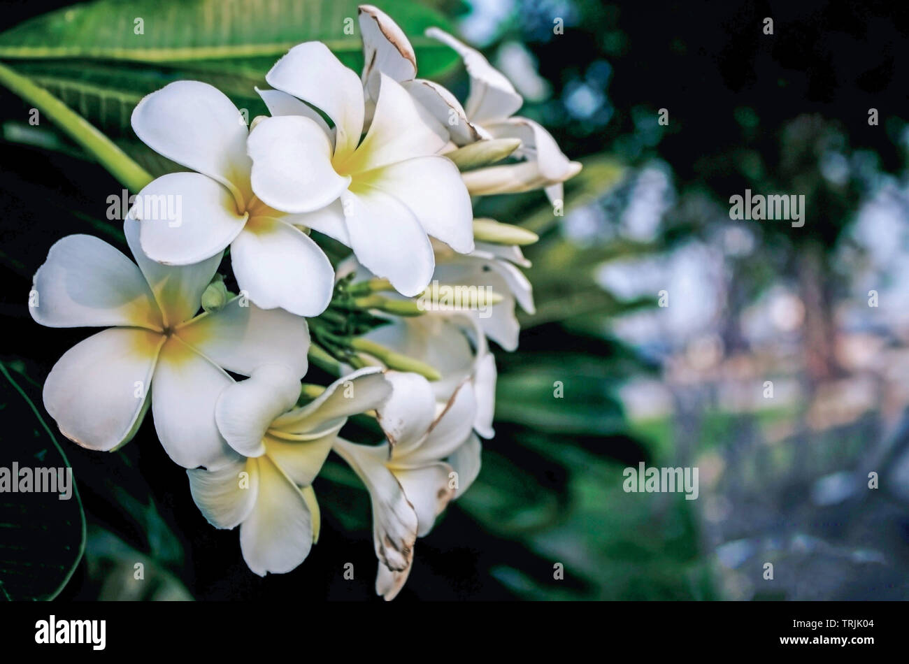 Al Nakheel beach, Jubail, Saudi Arabia - October 31, 2015: White flowers - Plumeria alba Frangipani Stock Photo