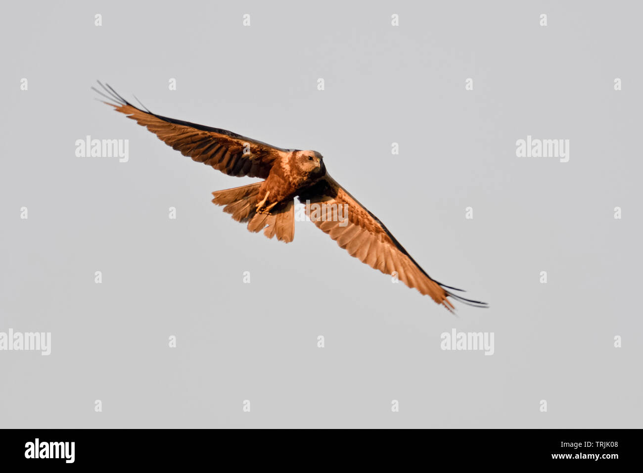Western Marsh Harrier / Rohrweihe  ( Circus aeruginosus ), adult, female, in flight, wildlife, Netherlands, Europe. Stock Photo