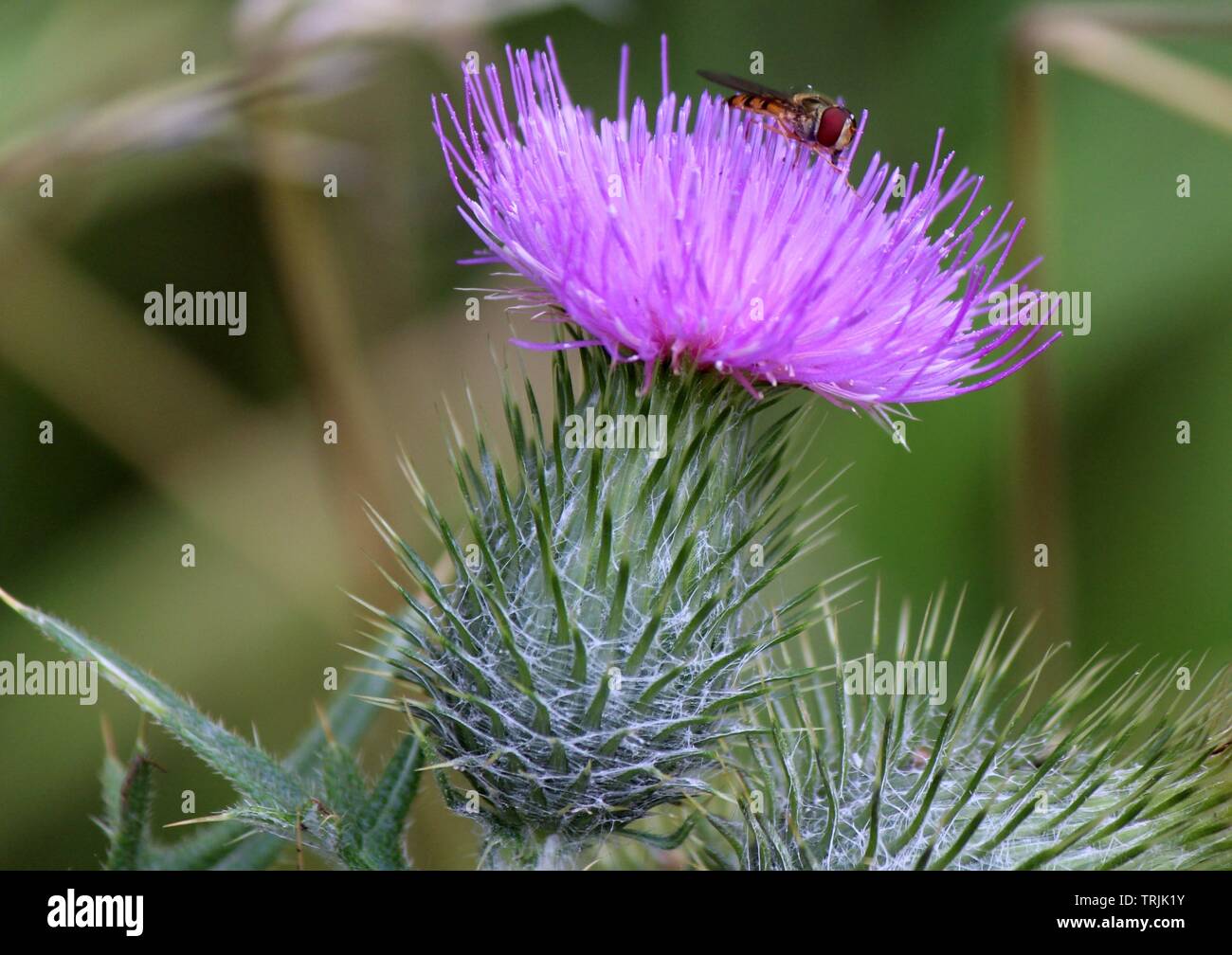 Scottish thistle in bloom with marmalade hover fly feeding on nectar Stock Photo