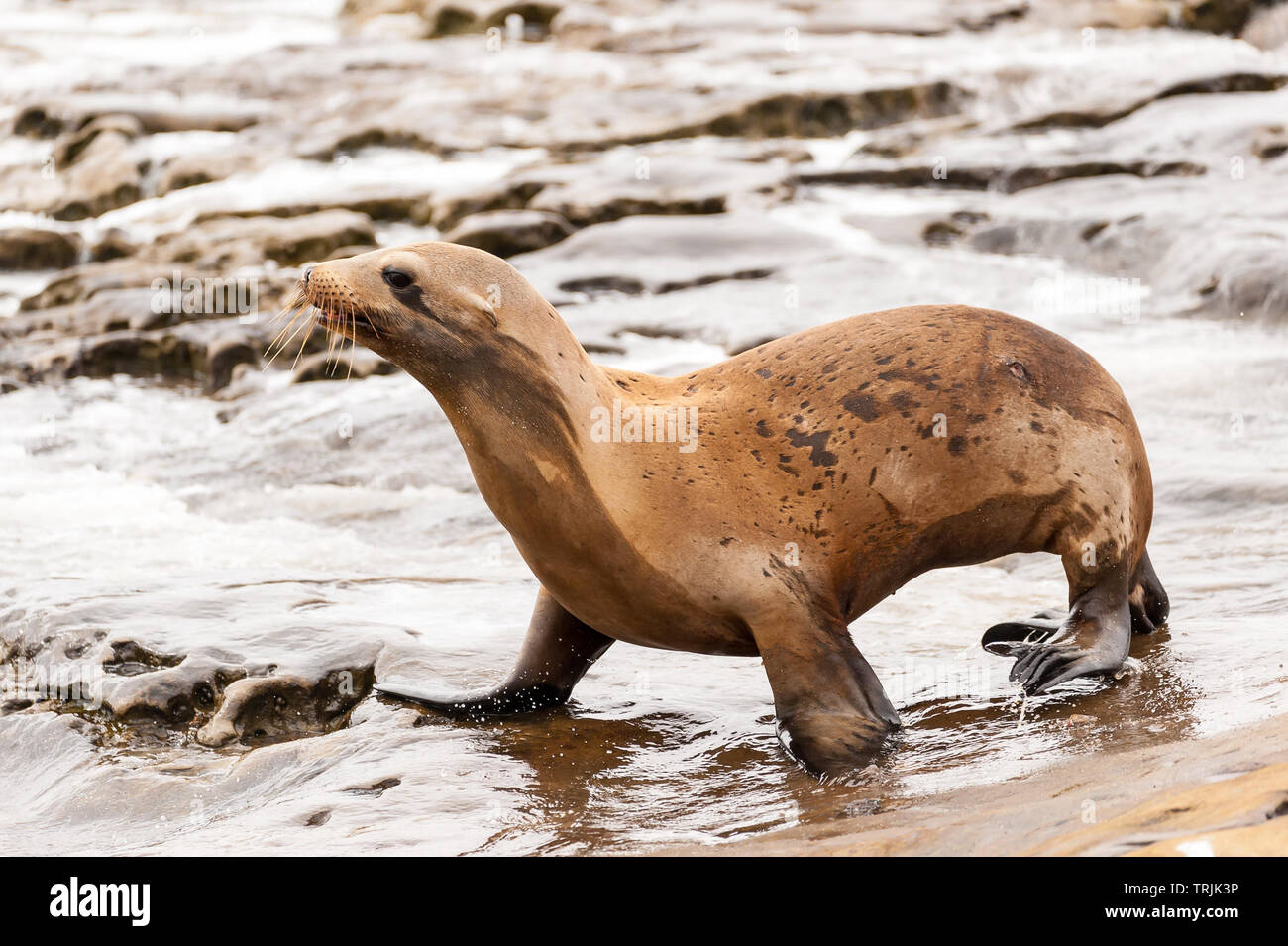 san diego sea lions