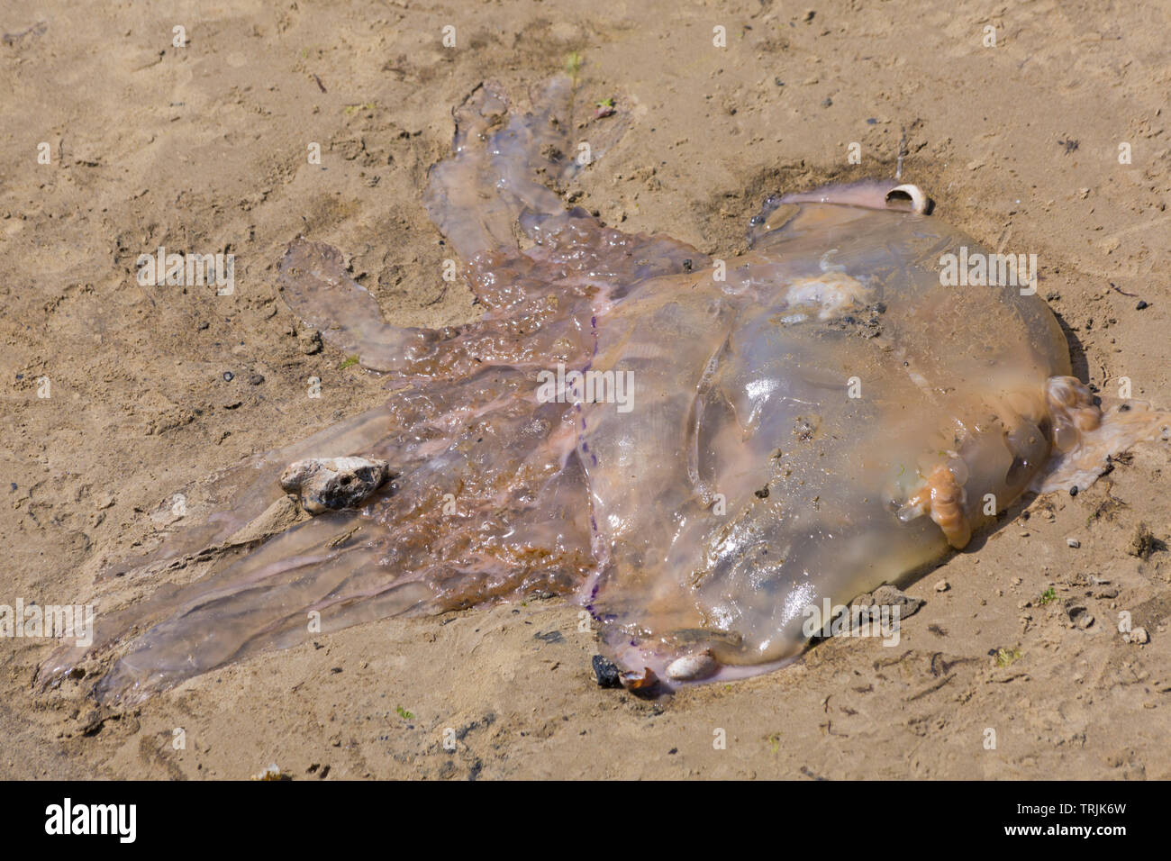Dead barrel jellyfish, Rhizostoma pulmo, washed up on Weymouth beach, Dorset UK  in June. Barrel jelly fish. Stock Photo