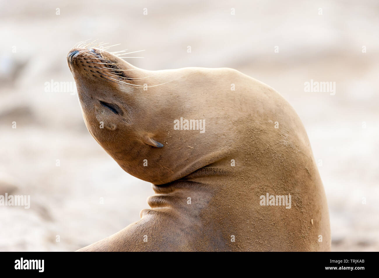 Sea Lions and seals La Jolla beach, San Diego, California, USA Stock Photo  - Alamy