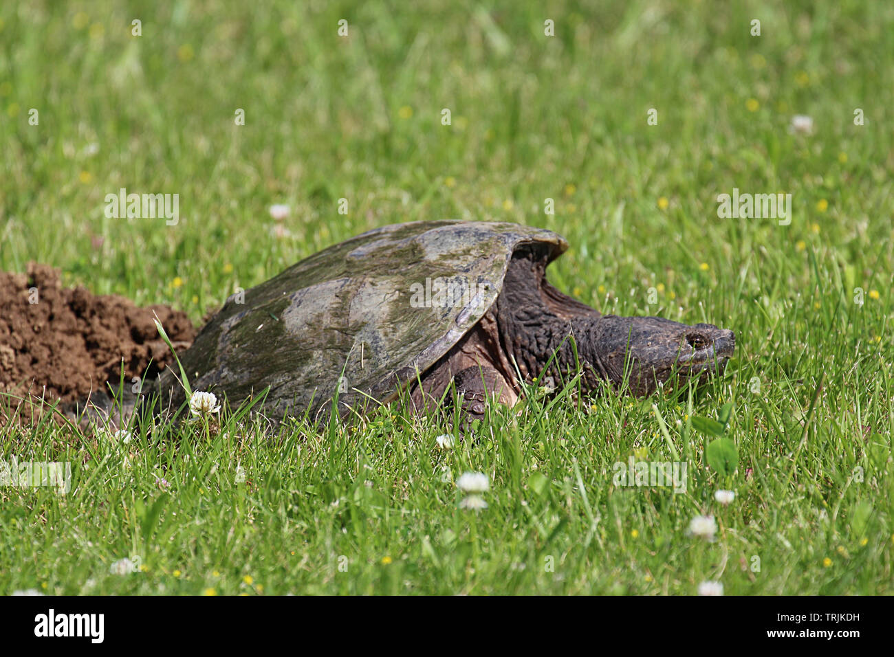 Close up, side view, of a large Common Snapping Turtle laying in the grass in Trevor, Wisconsin, USA, in the spring, laying eggs in a dirt hole Stock Photo