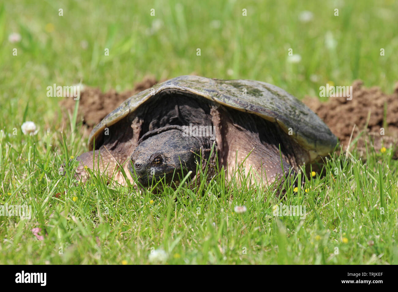 Snapping turtle one hi-res stock photography and images - Alamy