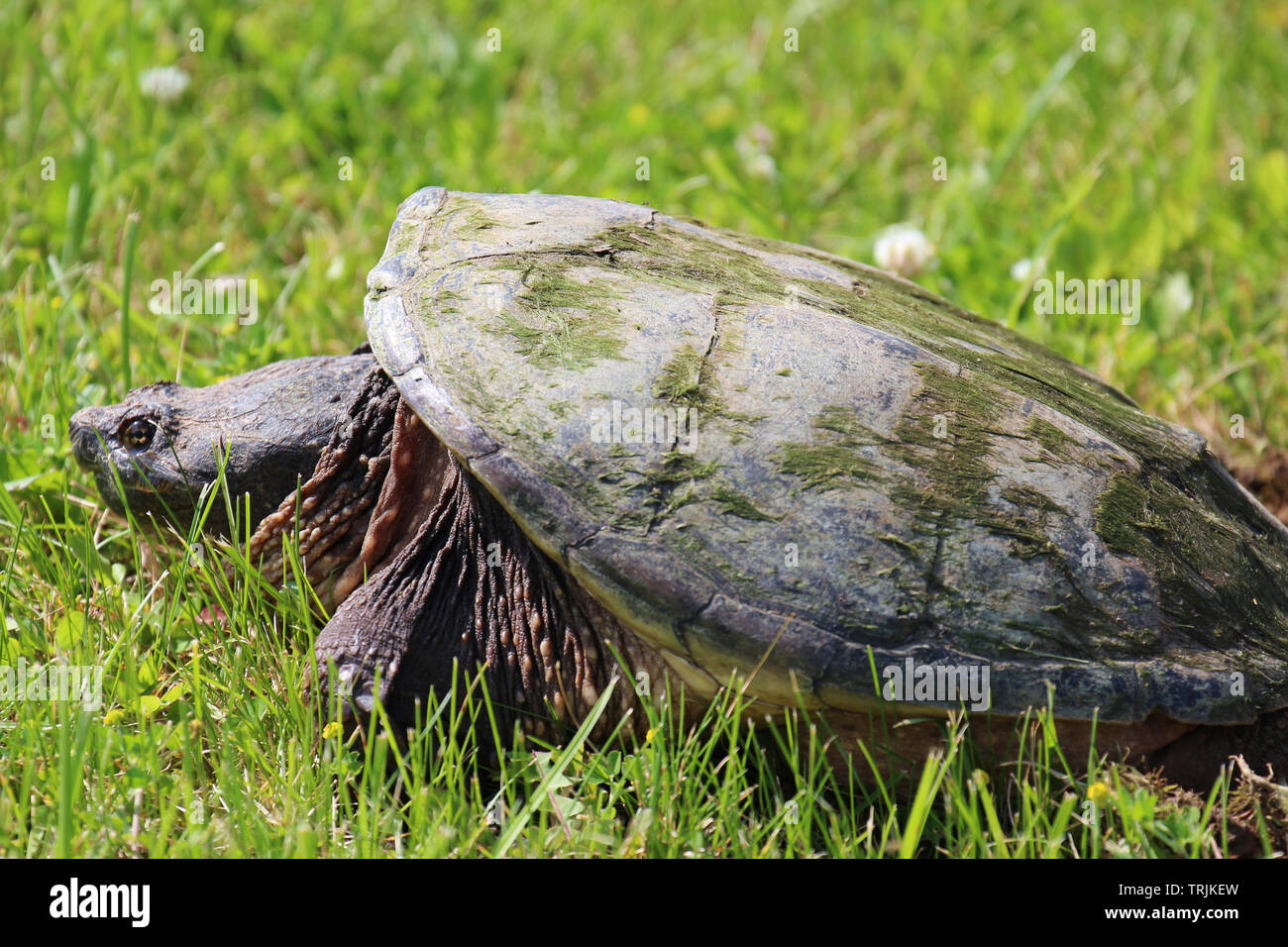 Close up, side view, of a large Common Snapping Turtle laying in the grass in Trevor, Wisconsin, USA, in the spring, laying eggs Stock Photo