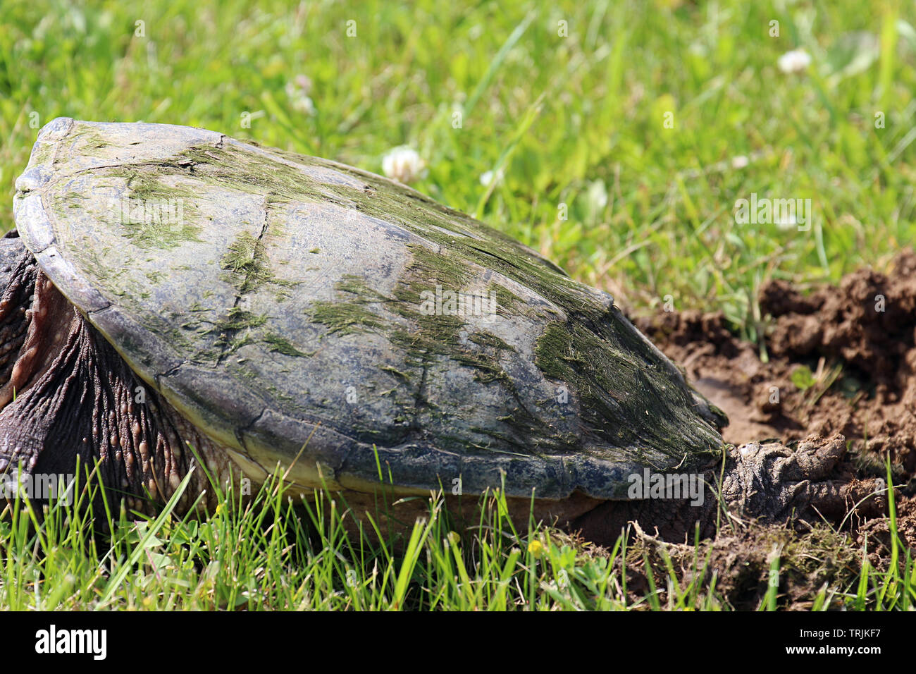 Close up, side view, of a large Common Snapping Turtle laying in the grass in Trevor, Wisconsin, USA, in the spring, laying eggs in a dirt hole Stock Photo