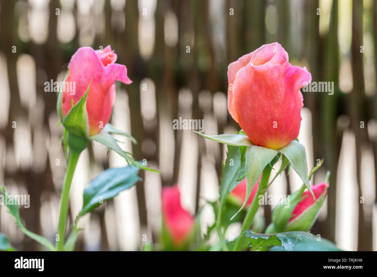 Pink Rose Flower Detail Bud Petals Blossom High Resolution Stock Photography And Images Alamy Pink Rose Flower Detail Bud Petals Blossom High Resolution Stock Photography And Images Alamy