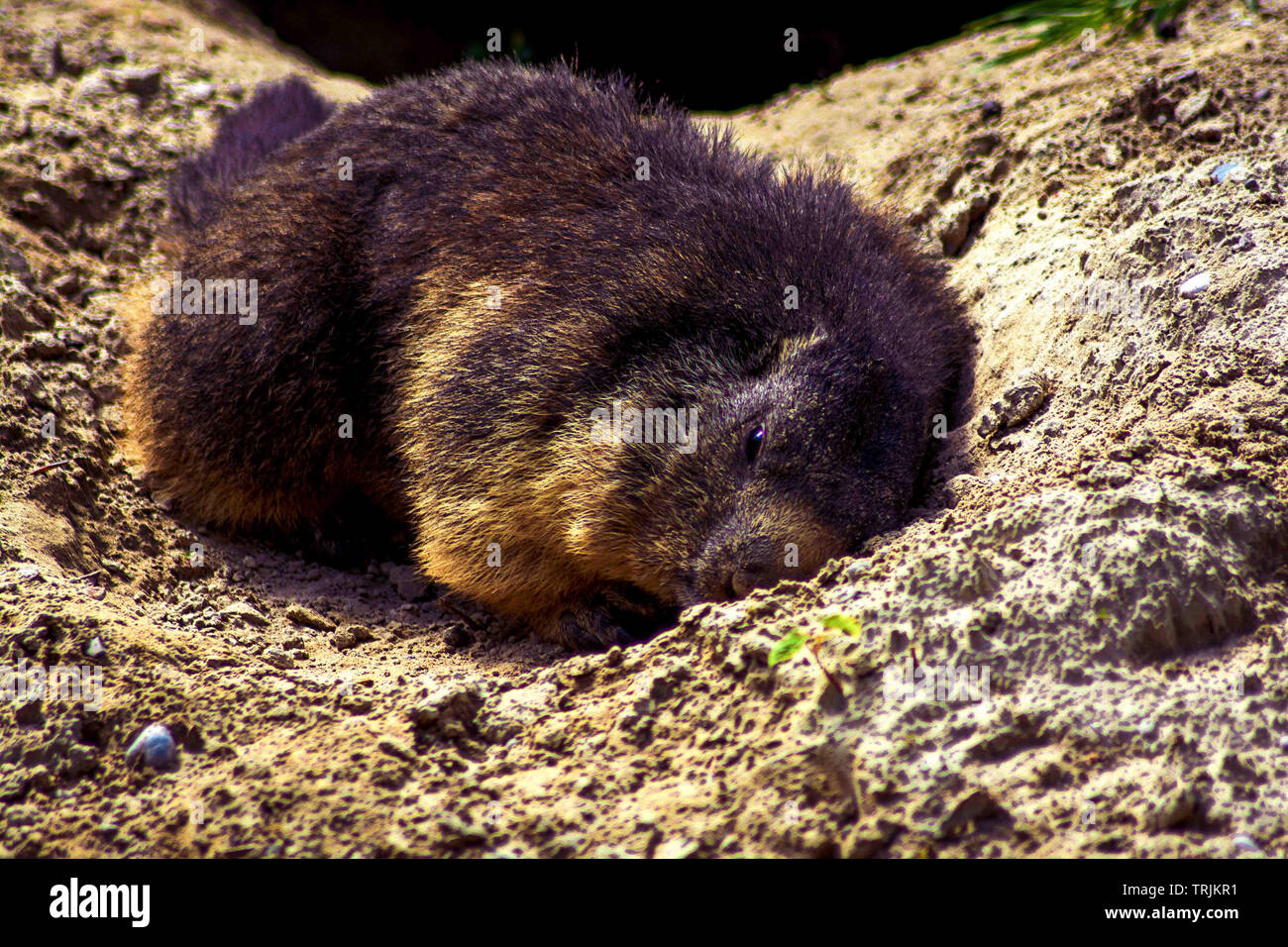 Et quiescere marmot Stock Photo