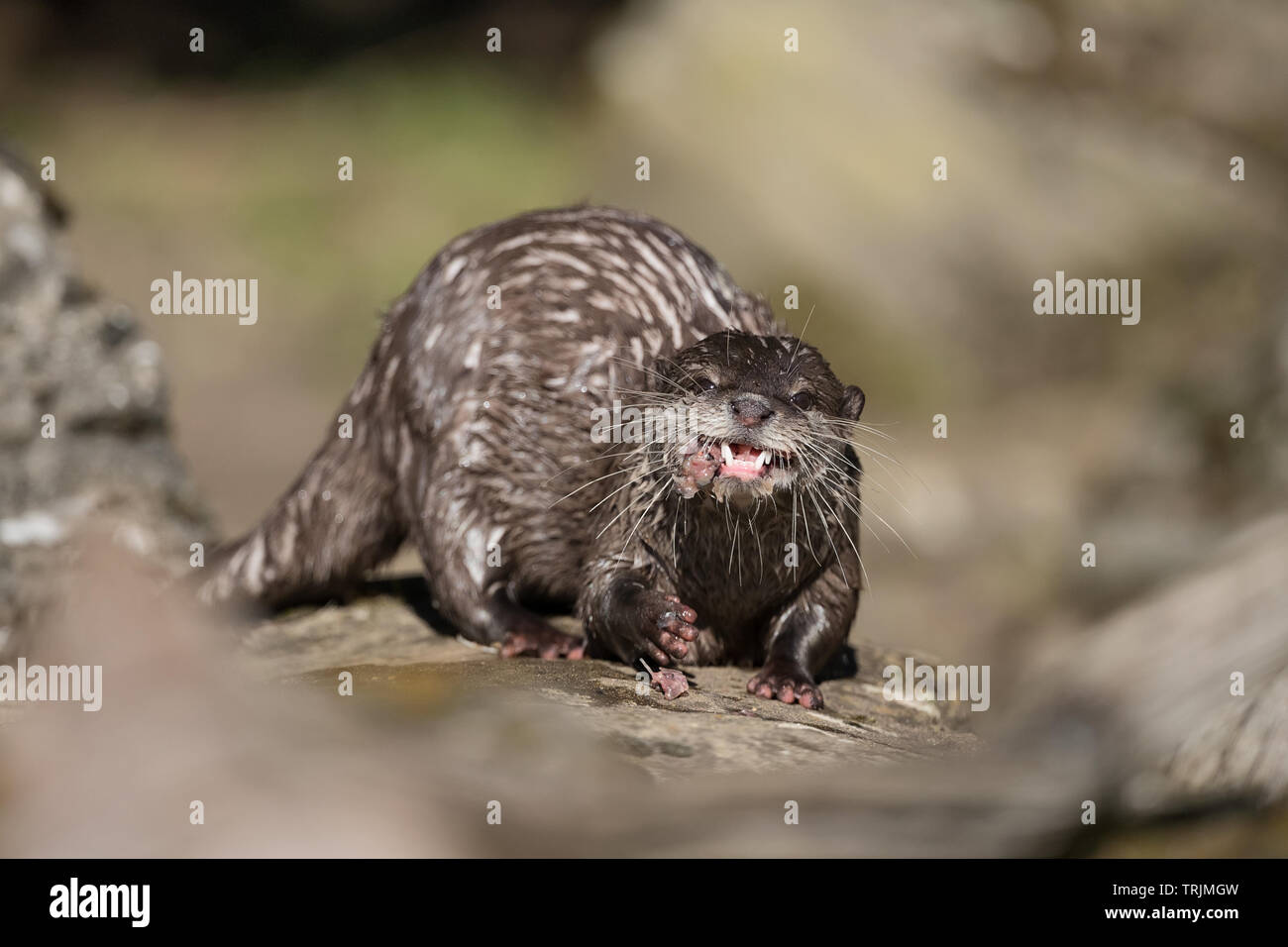 Asian small-clawed otter (Aonyx cinerea) eating a fish, making funny faces Stock Photo