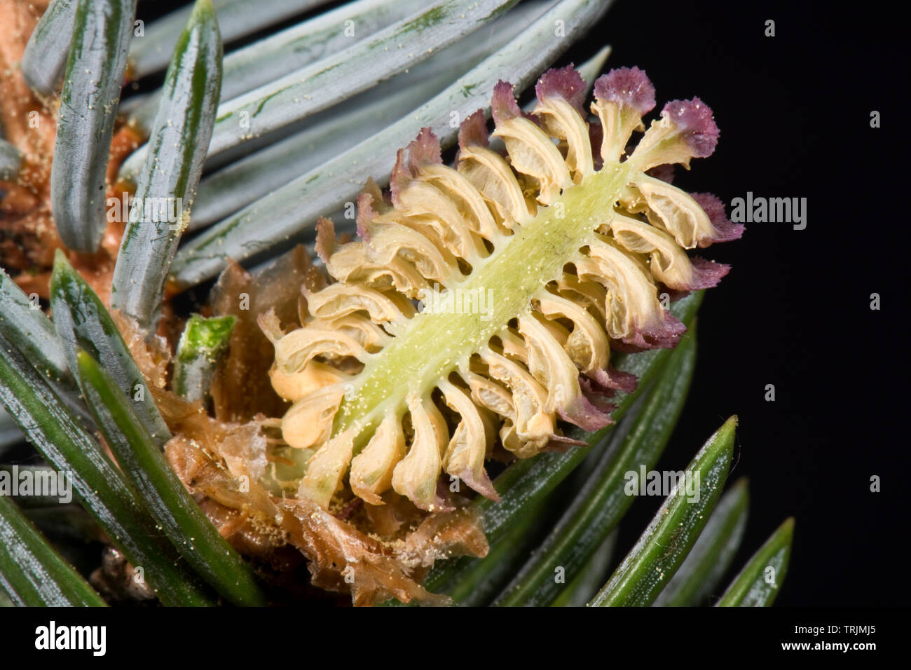 Section through a male pollen cone on a blue spruce, Picea pungens 'Glauca', an ornamental garden tree with rigid sharply pointed needles, April Stock Photo