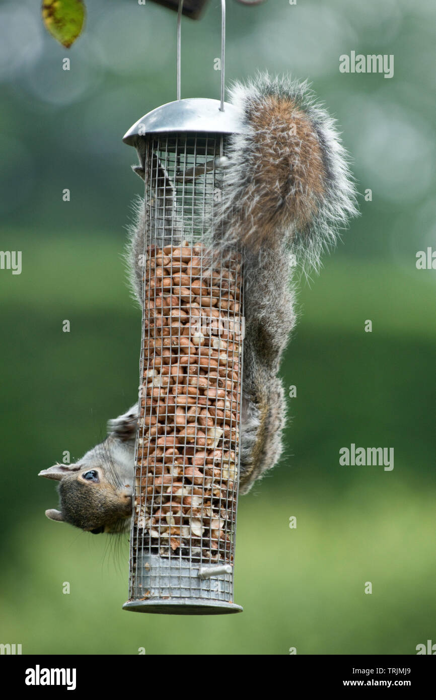 A grey squirrel, Sciurus carolinensis, adult feeding on peanuts in a mesh cover bird feeder, Berkshire, June Stock Photo