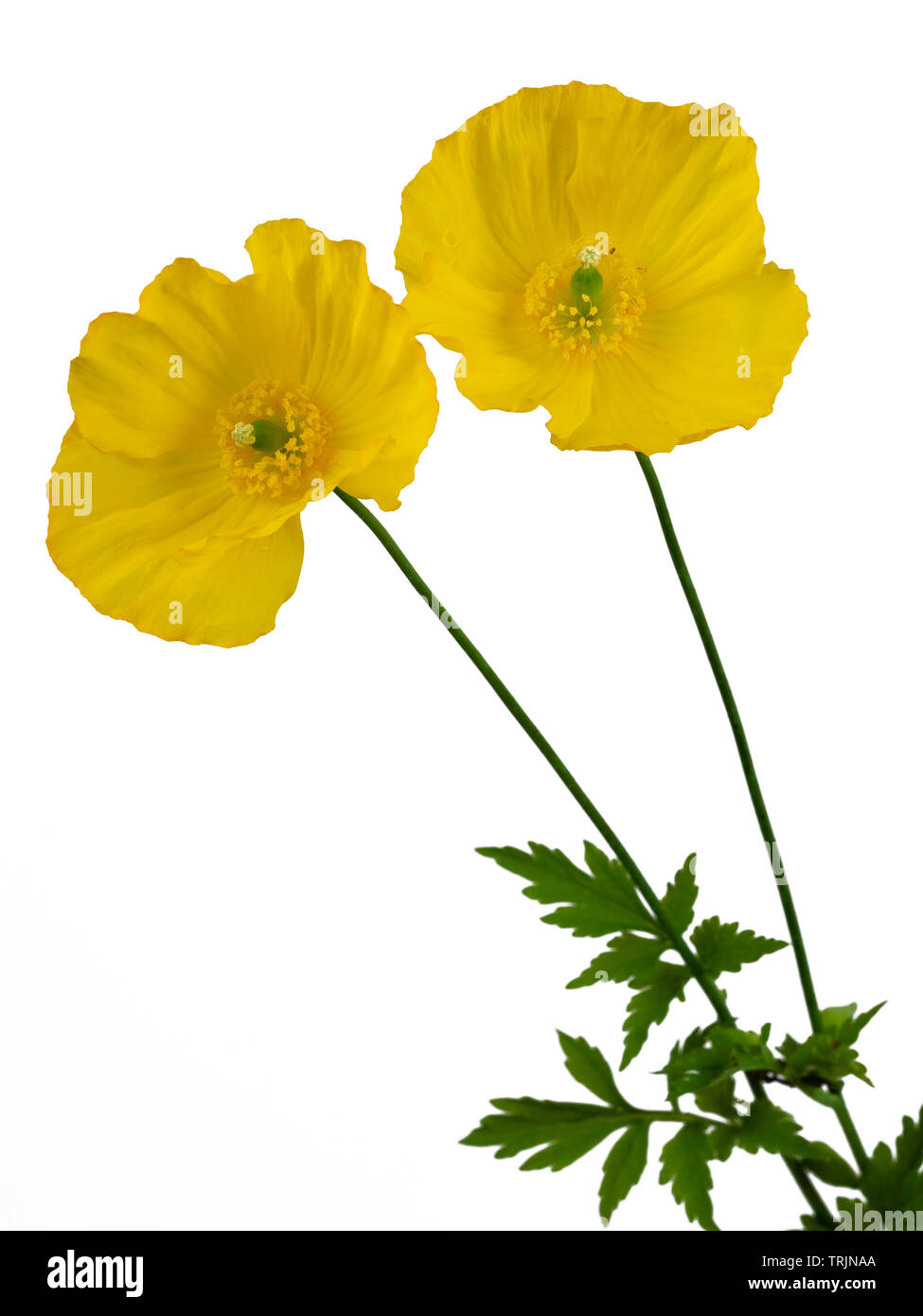 Two flowers of the cottage garden welsh poppy, Papaver cambricum, on a white background Stock Photo