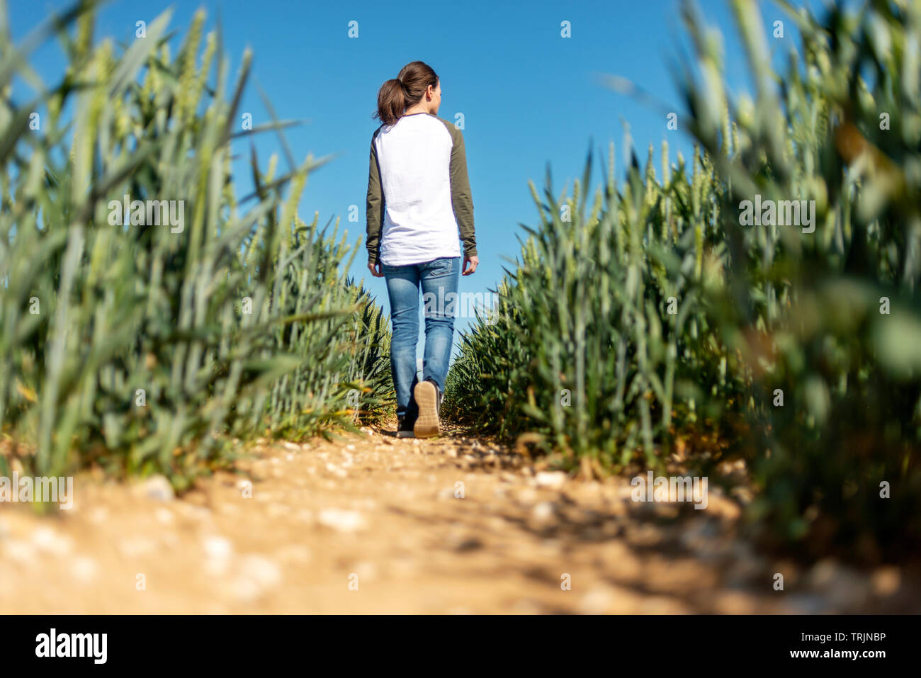Back view of a woman walking through a field of green wheat, blue sky ...