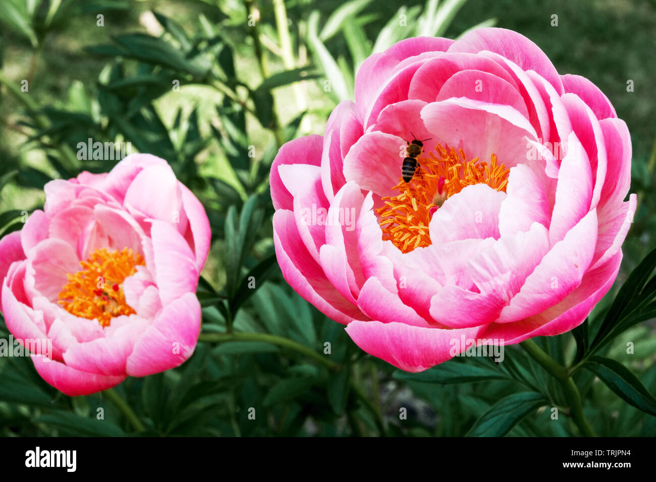 Pink peony flower honey bee in flower Peony 'Coral Charm' Paeonia lactiflora Peonies Stock Photo