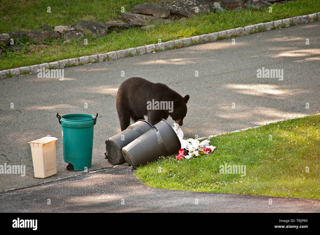 Black bear in the garbage Stock Photo Alamy
