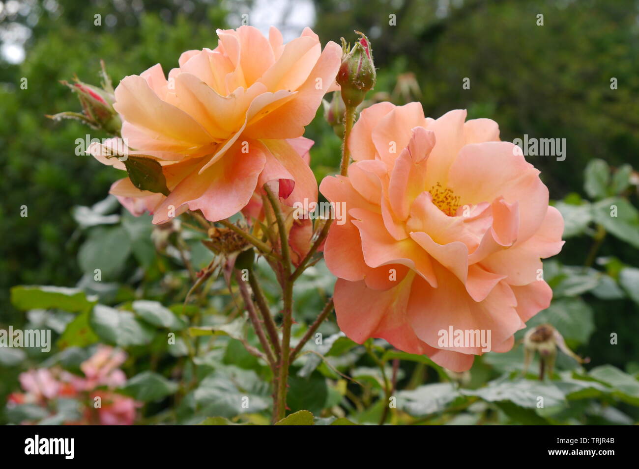 Beautiful orange and light pink rose flowers with green leaves in the  background Stock Photo - Alamy