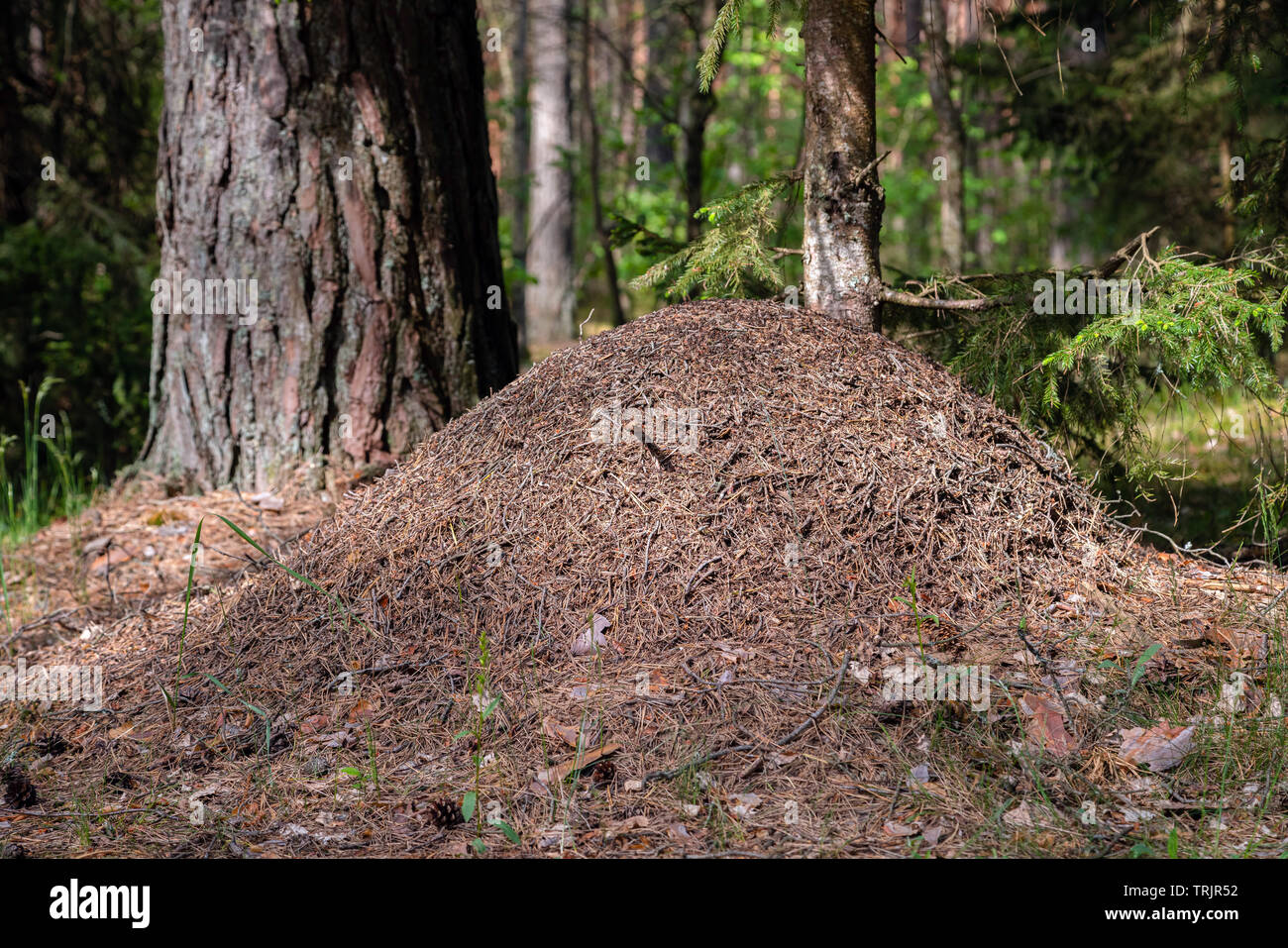 Big ant hill in European forest at morning light. Anthill, formicary
