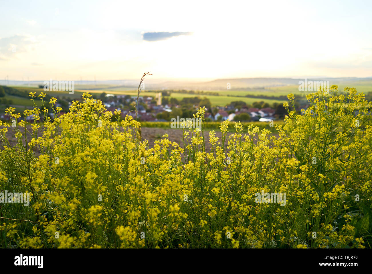 Rheinhessen bei Sonnenuntergang - Weinreben, Mais und weitere Pflanzen. Armsheim,Rommersheim Stock Photo