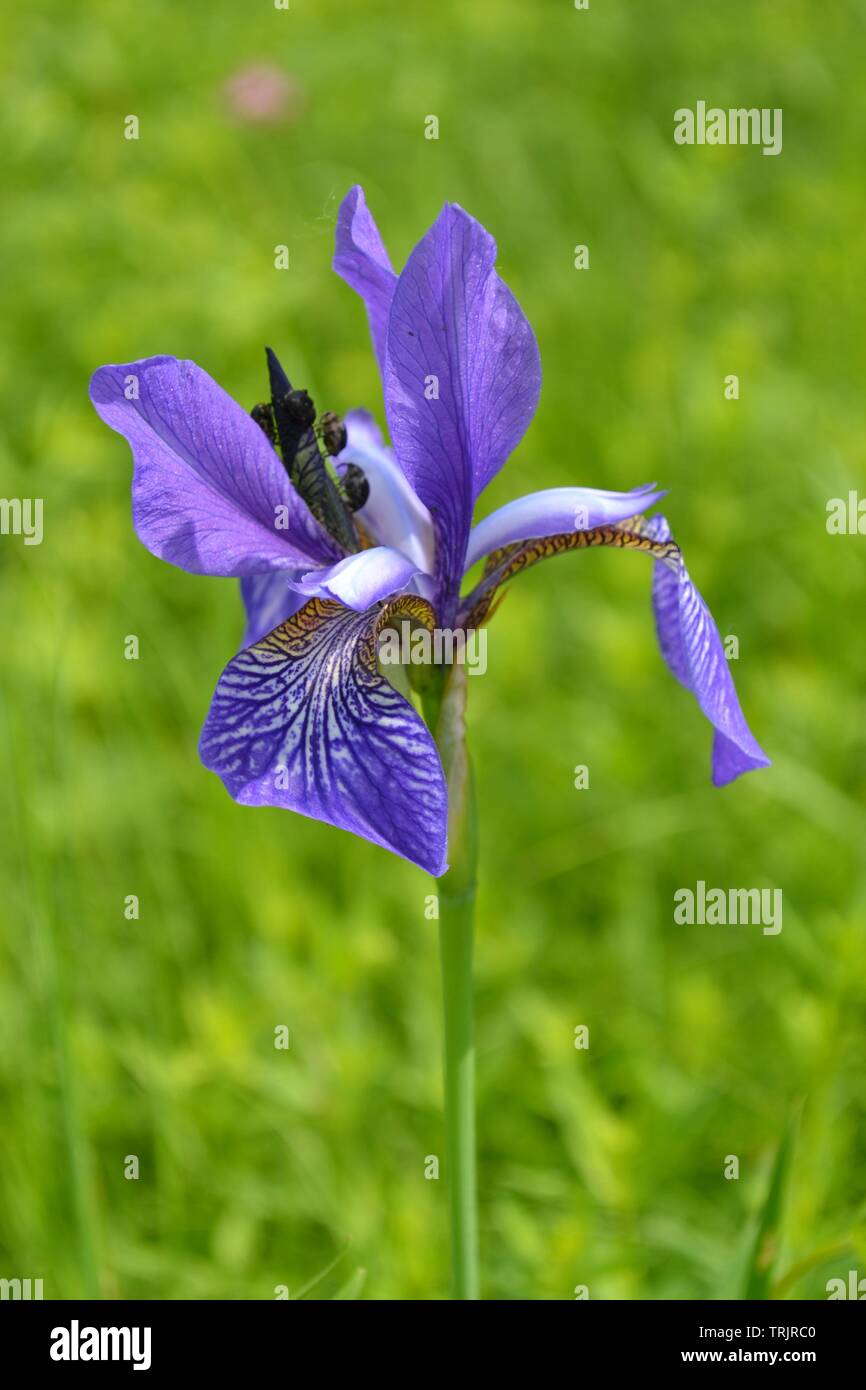 Wild blue iris on a meadow in a sunny summer day Stock Photo