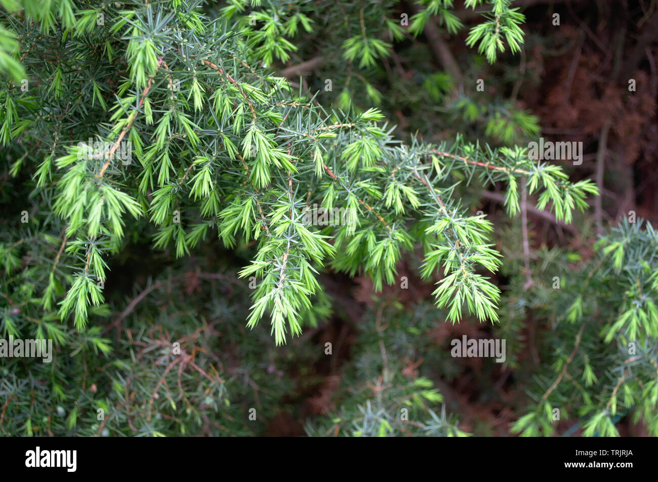 Young green evergreen needles of a fir tree Tsuga canadensis. Slender, evergreen pine family tree. Close-up Stock Photo
