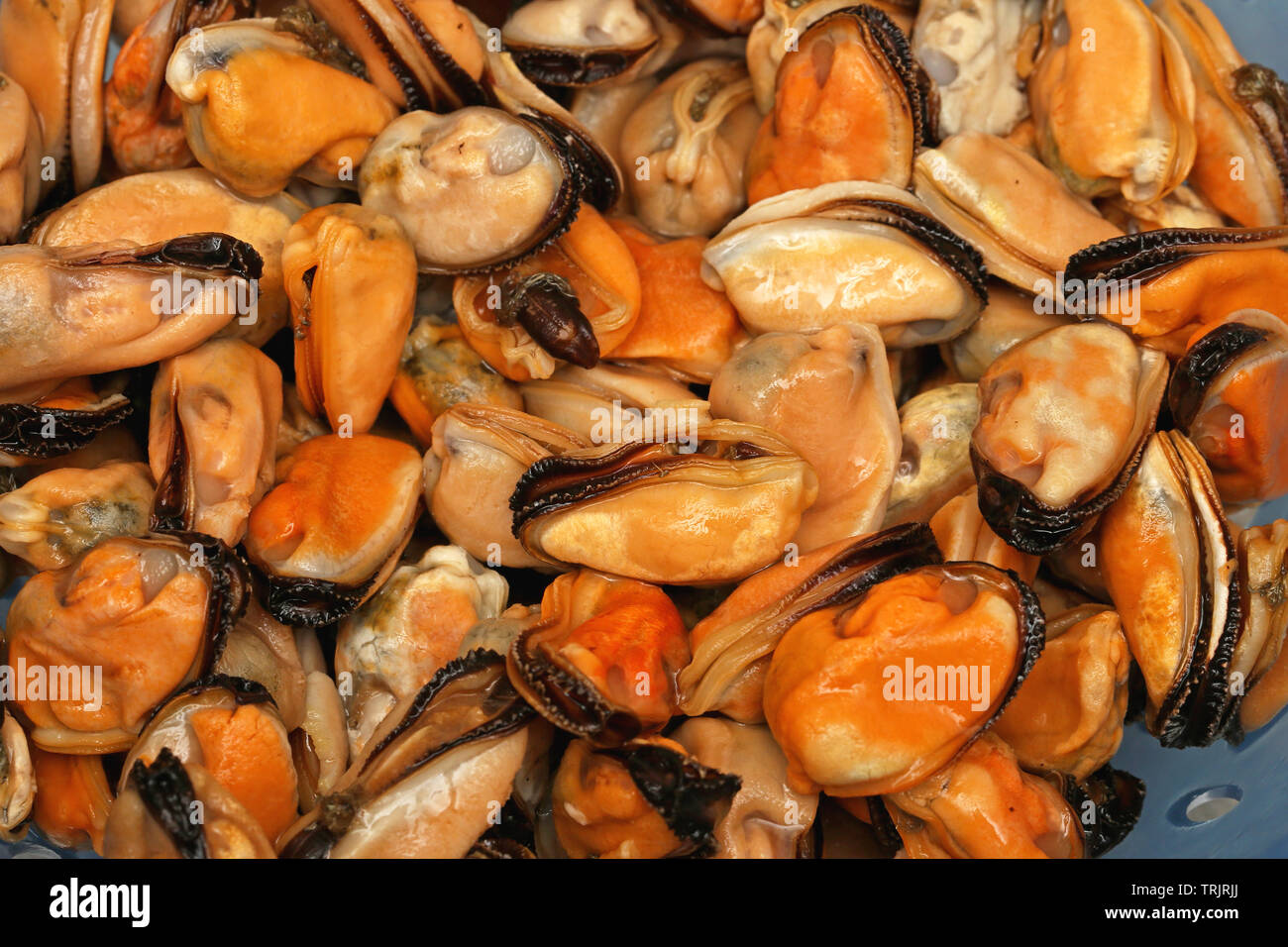 Clams bivalve molluscs hires stock photography and images Alamy