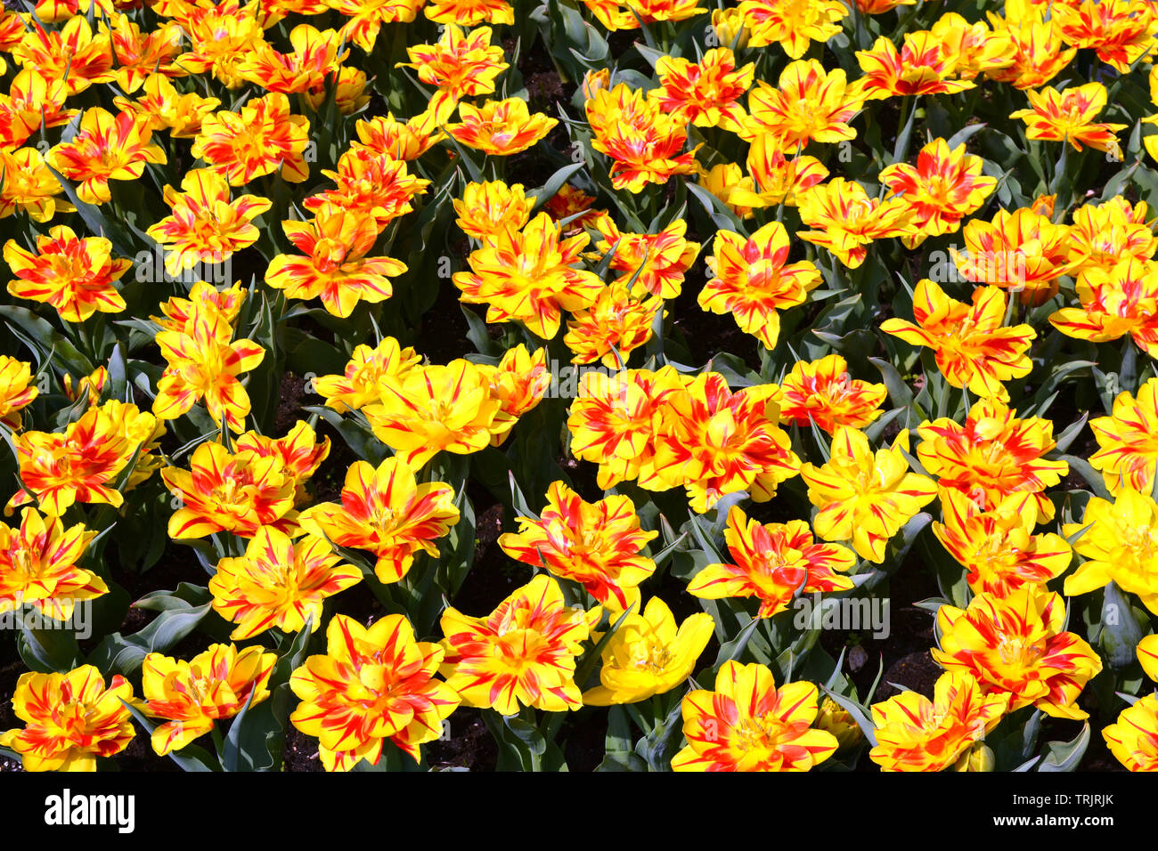 Bright colorful flowers tulips for background, posters, cards. Vibrant yellow and red Monte flame tulip. Stock Photo