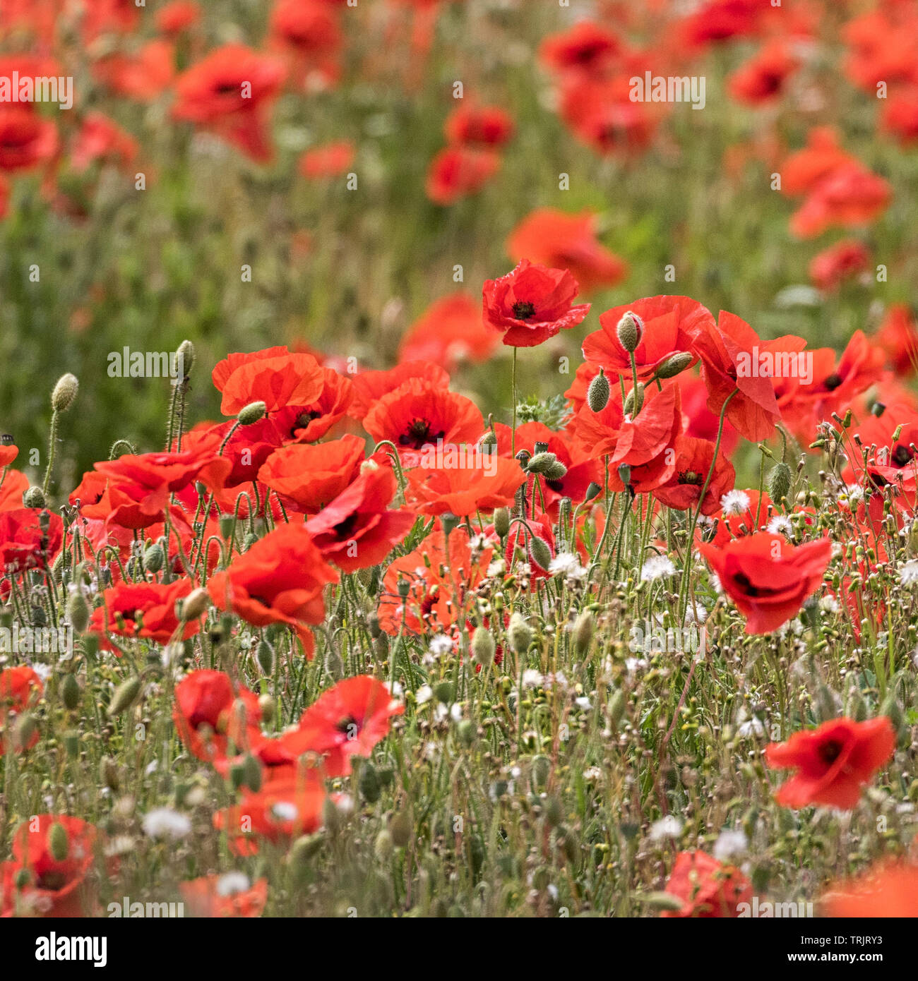 Red poppies in abundance, poppy fields. Stock Photo