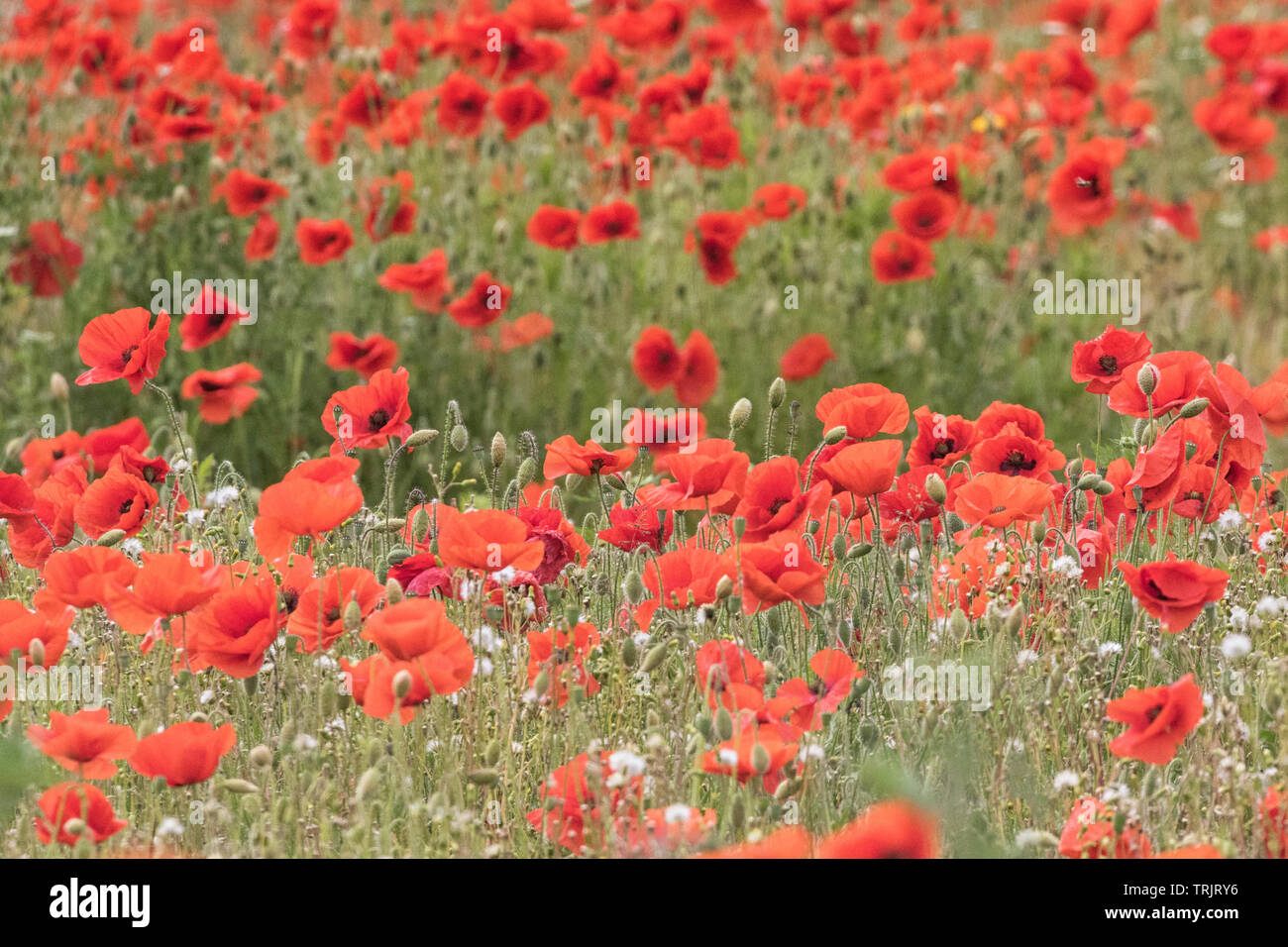Red poppies in abundance, poppy fields. Stock Photo