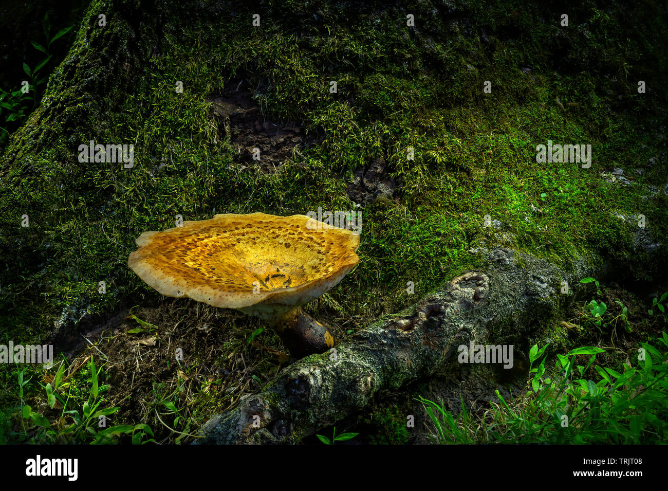 Yellow Mushroom At Base Of Mossy Tree Stump Stock Photo