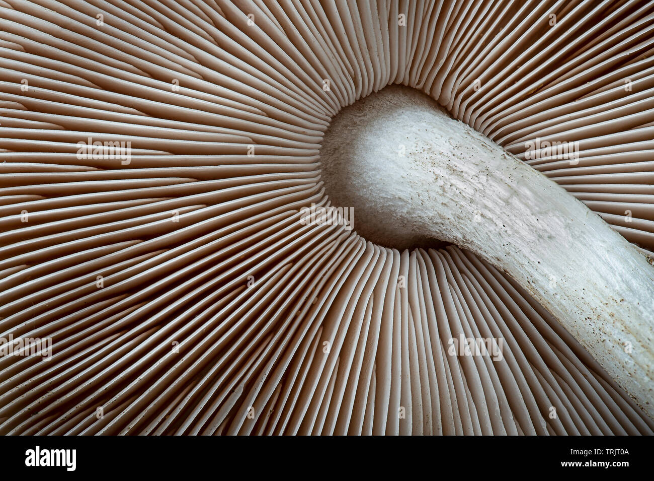 Gilled Mushroom Detail Of Underside Stock Photo