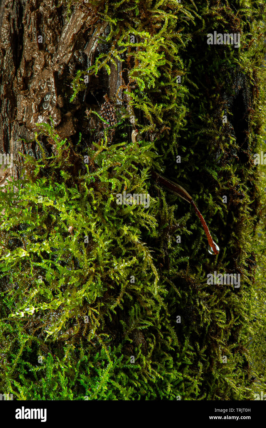 Moss on a rotten log in the forest Stock Photo