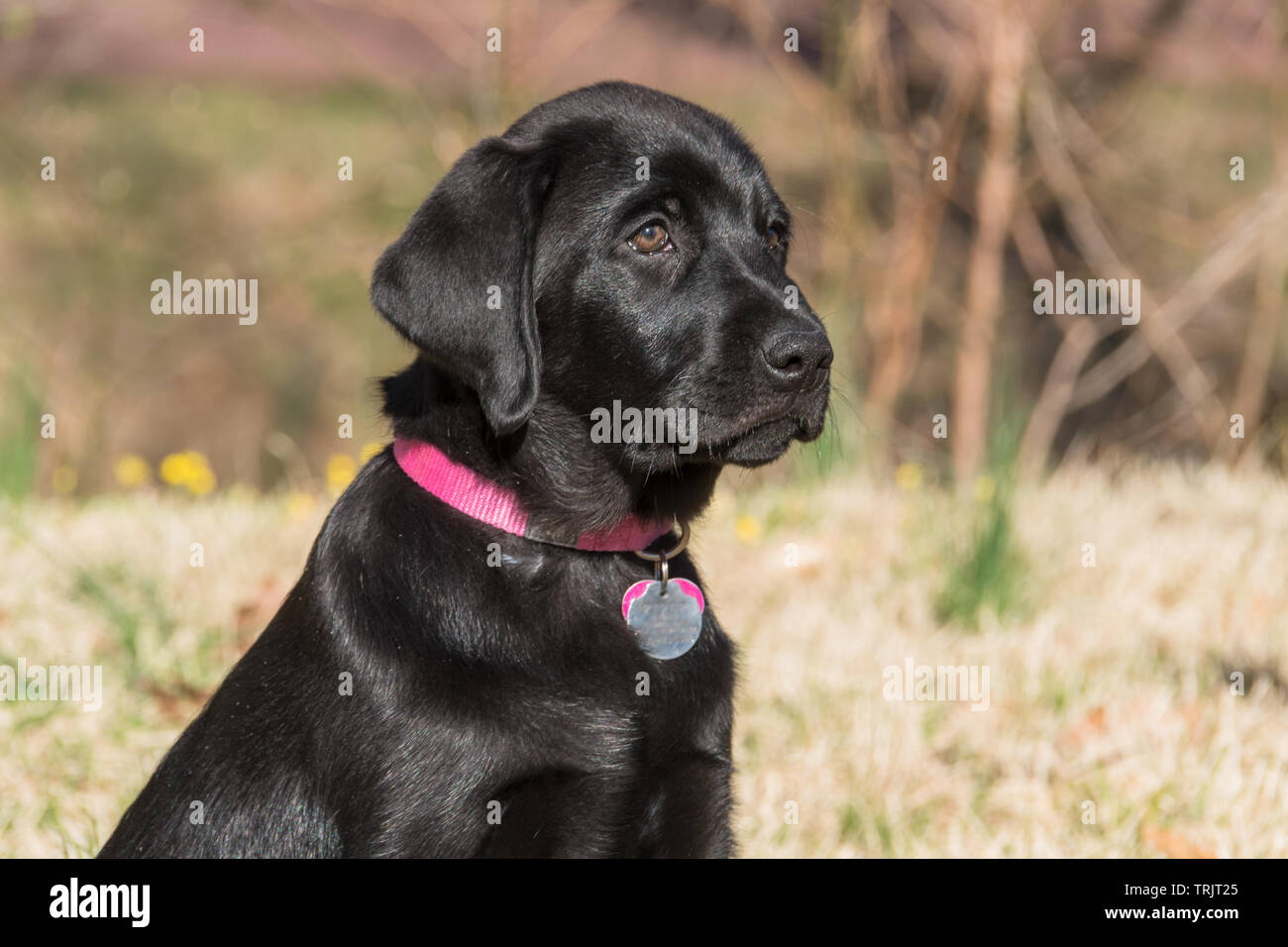 Are Black Labs Good Family Dogs