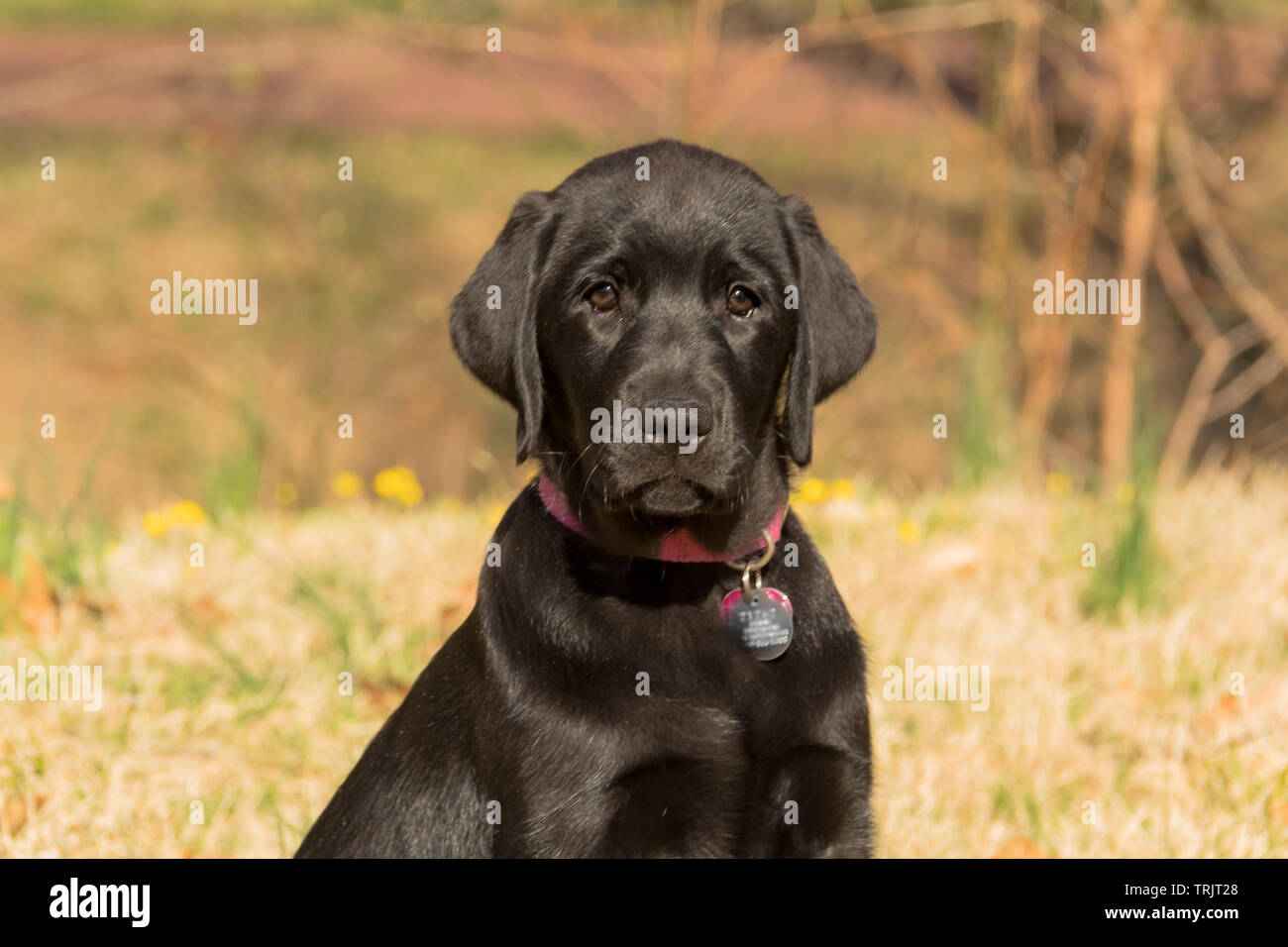 Are Black Labs Good Family Dogs