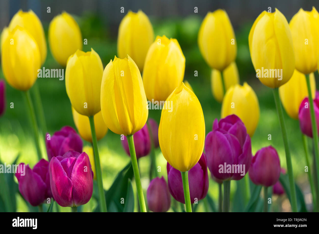 Sunlit grouping of yellow and magenta tulips in early morning light. Stock Photo