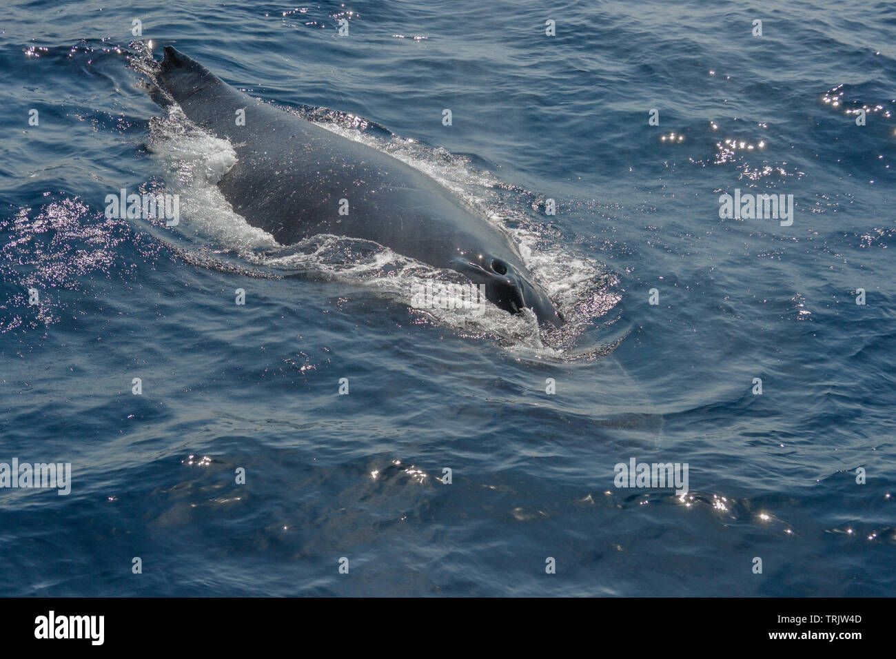 beautiful close up photo shootong of humpback whales in Australia ...