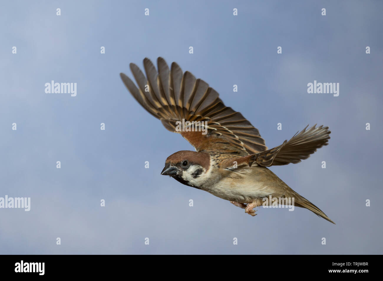 Flying sparrows hi-res stock photography and images - Alamy