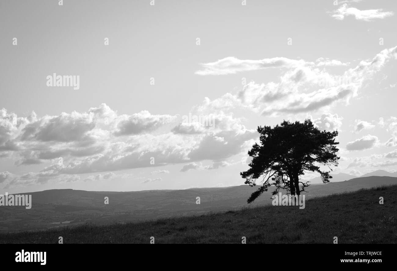 Monochrome or black and white photo of a tree on a mountain in the Clwydian Range of mountains looking towards Snowdonia in North Wales, Uk Stock Photo