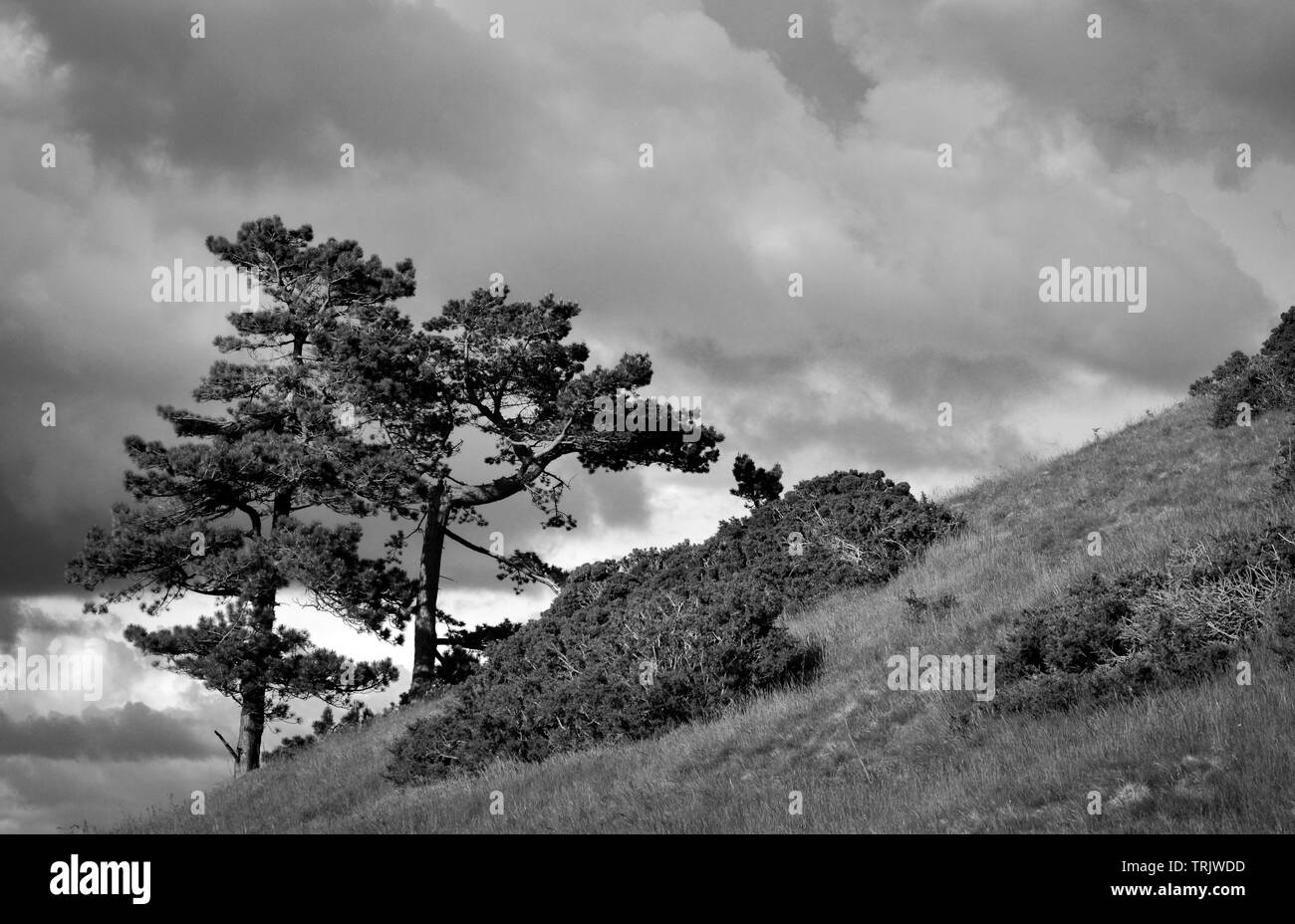 Monochrome or black and white photo of a tree on a mountain in the Clwydian Range of mountains looking towards Snowdonia in North Wales, Uk Stock Photo