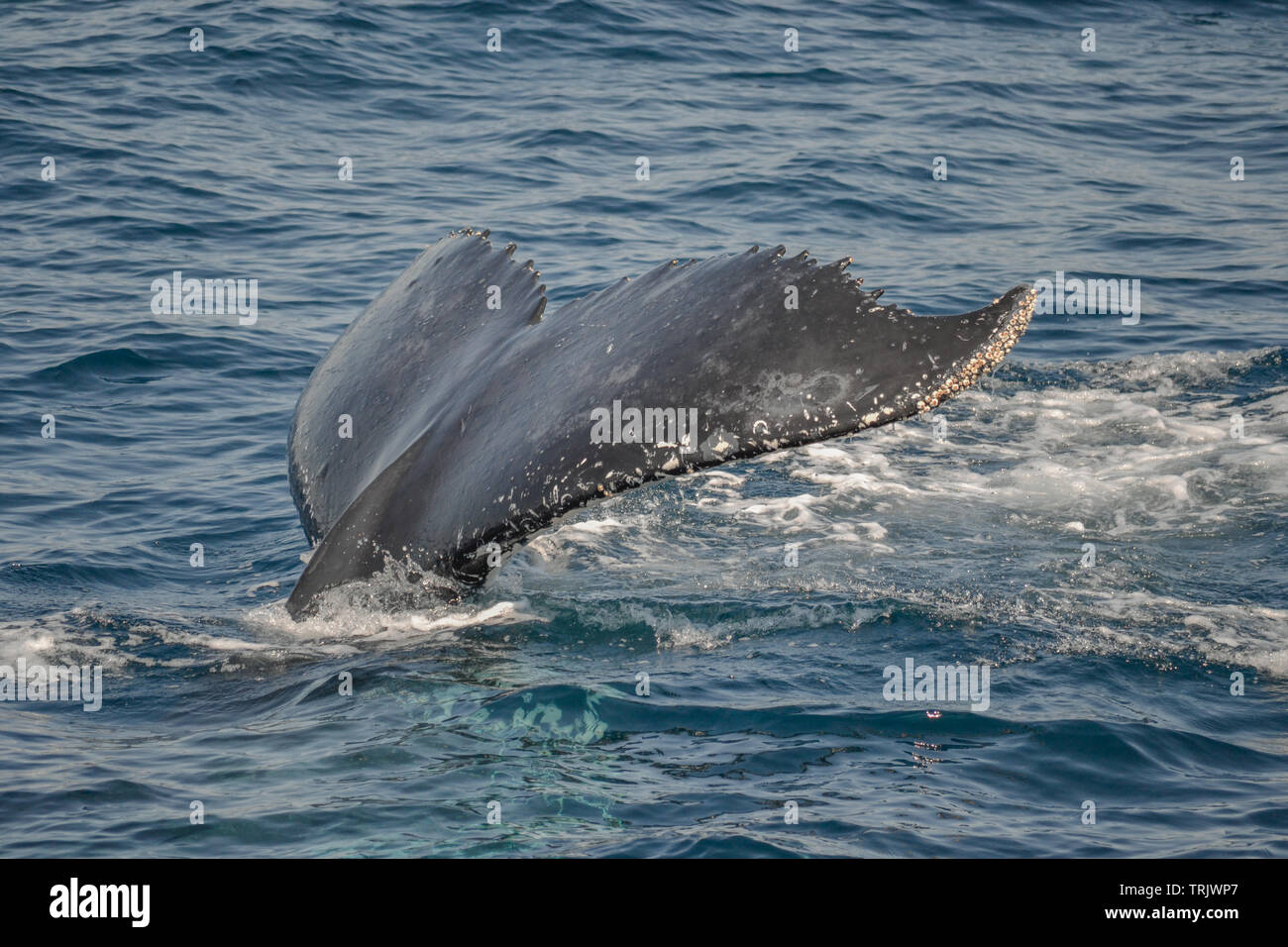 beautiful close up photo shootong of humpback whales in Australia ...