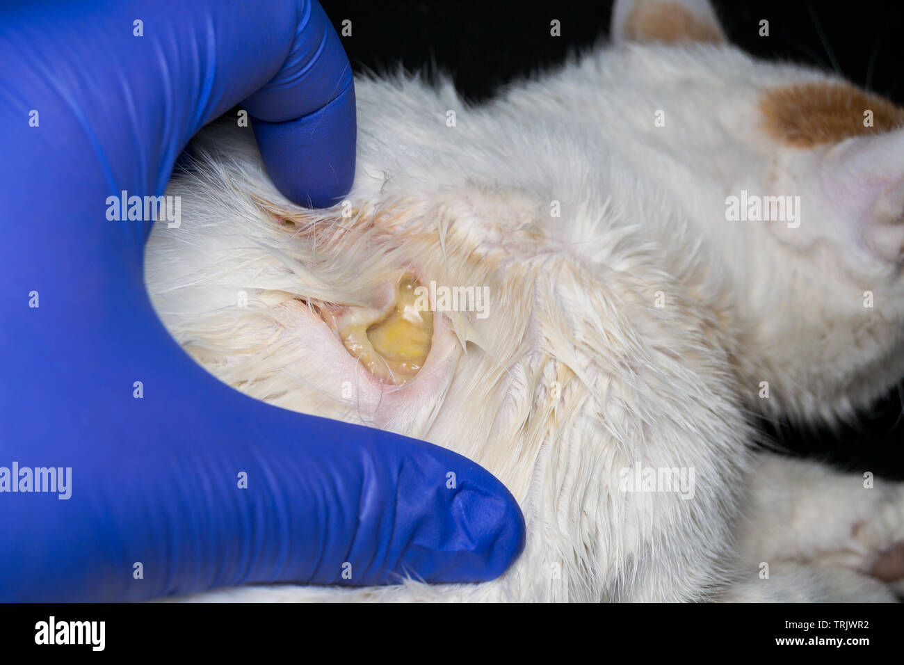 large wound on the skin of a cat after antibiotic treatment subcutaneous injection TRJWR2