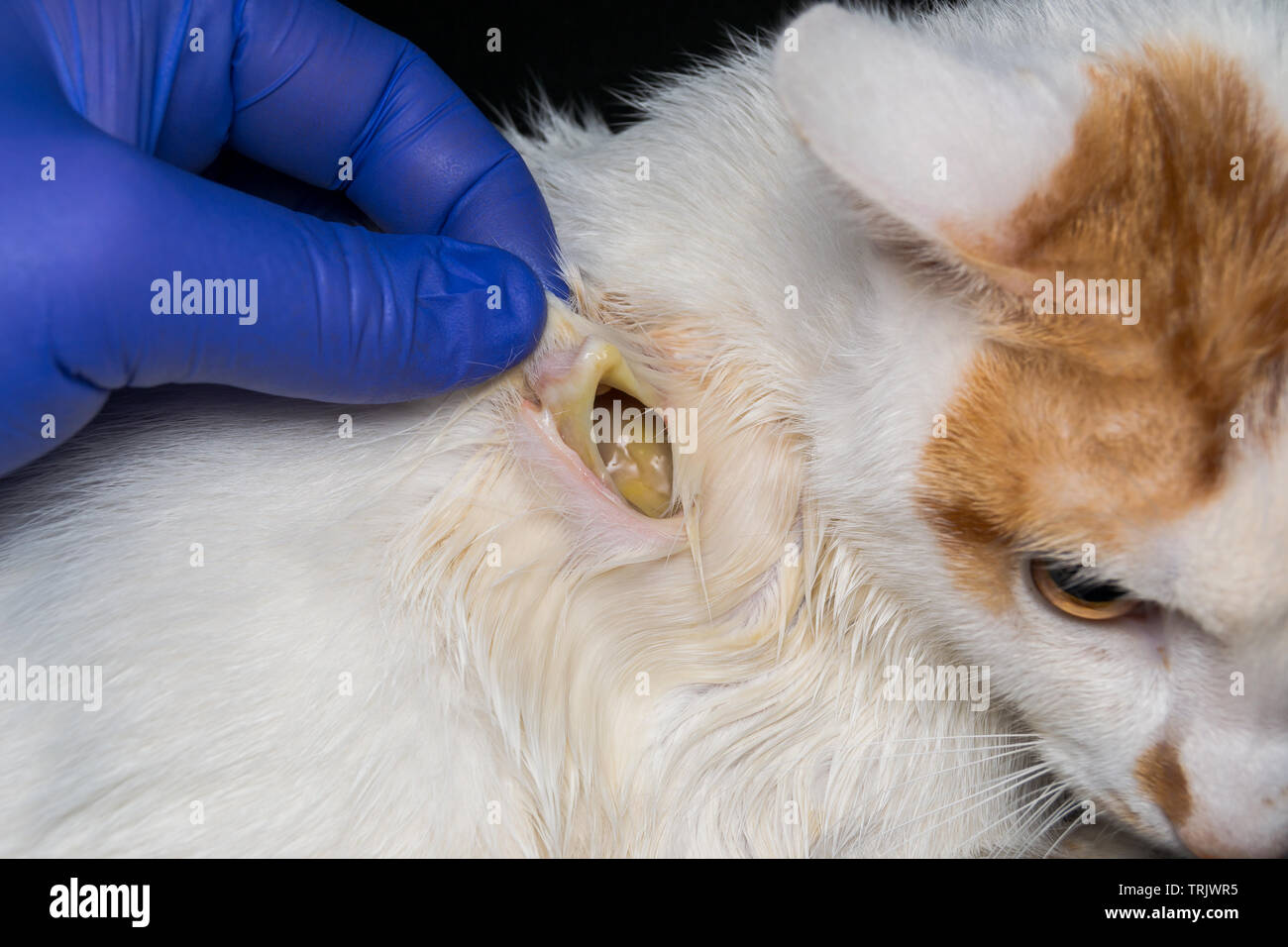 large wound on the skin of a cat after antibiotic treatment