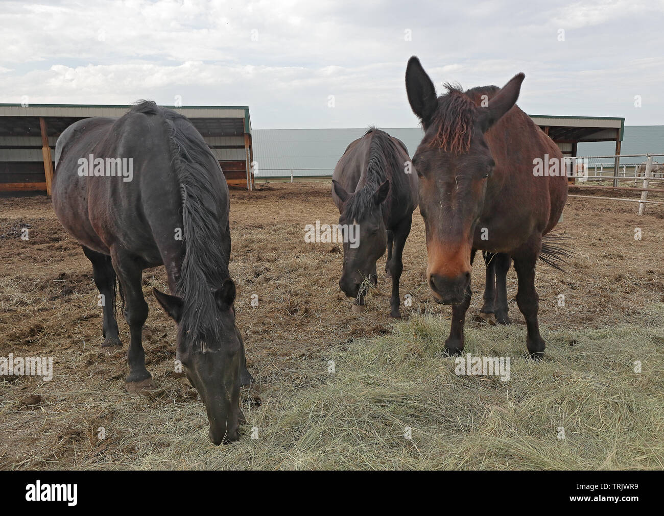 Horses feeding at the ranch on a late spring evening in Golden, Colorado Stock Photo