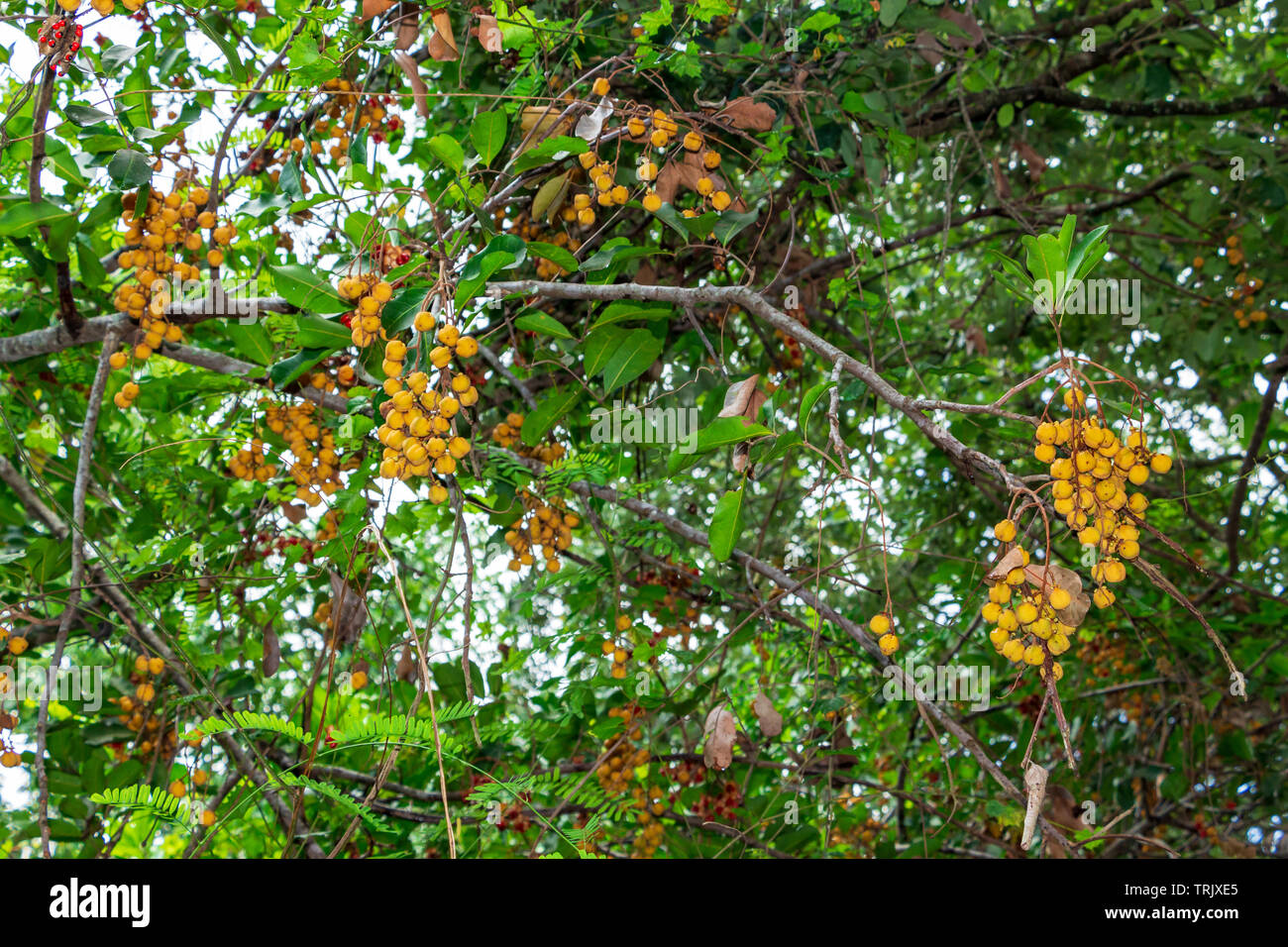 Carrotwood a.k.a. tuckeroo (Cupaniopsis anacardioides) - Pine Island Ridge Natural Area, Davie, Florida, USA Stock Photo